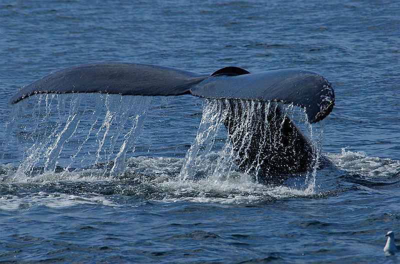 w49 Whale watch, Gloucester,MA 