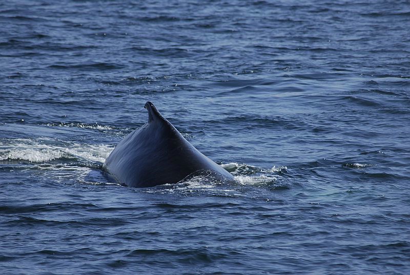 w50 Whale watch, Gloucester,MA 