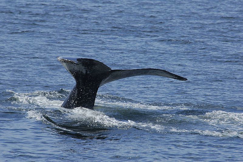 w52 Whale watch, Gloucester,MA 