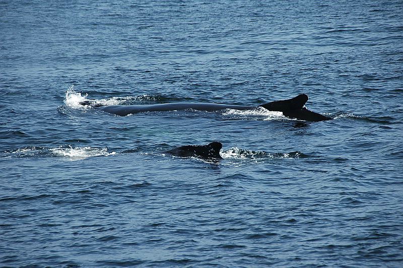 w56 Whale watch, Gloucester,MA 