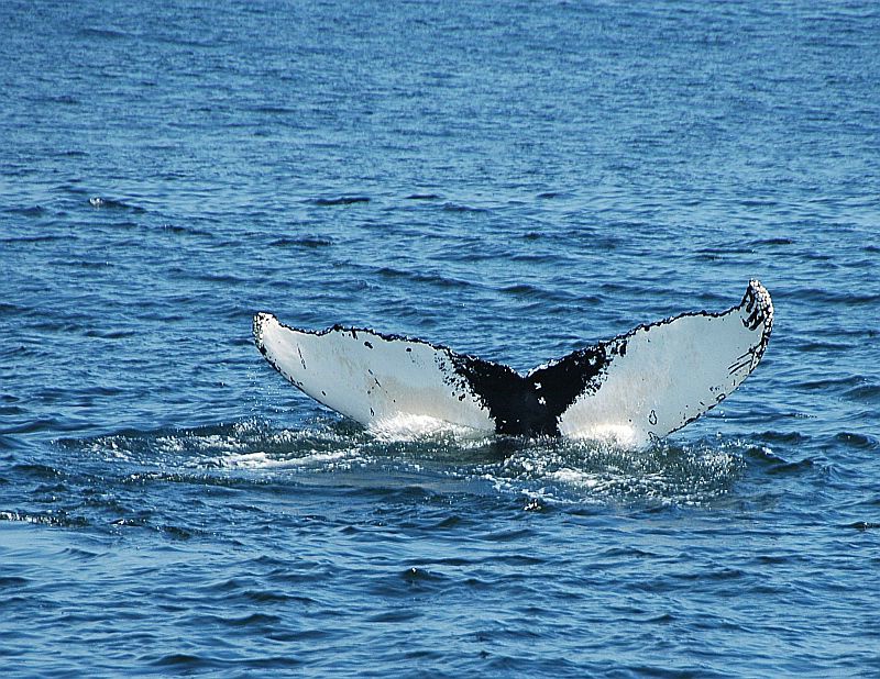 w57 Whale watch, Gloucester,MA 