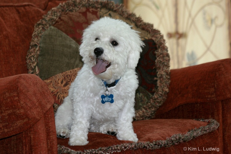 BOBBY, THE BICHON FRISE