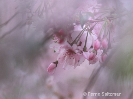 Cherry Blossoms  