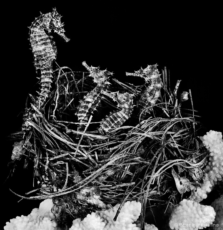 Nesting Sea Horses