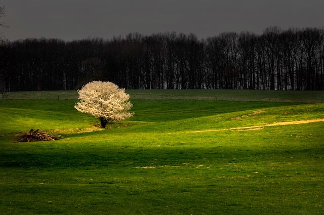 Sunlit Pear Tree