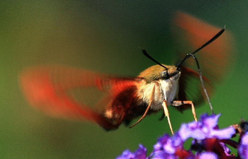 Hummingbird Moth Feeding