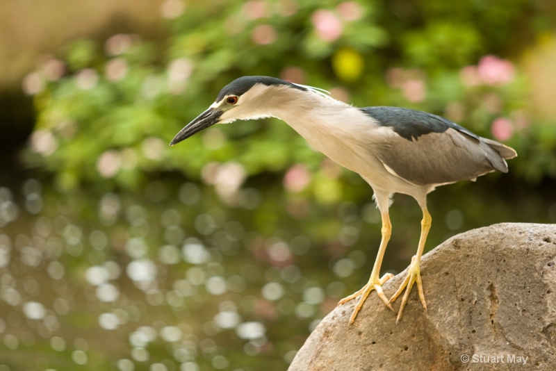 lunch time heron