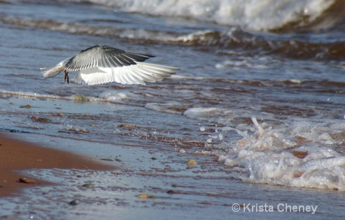 Common tern, Cedar Dunes Provincial Park, PEI