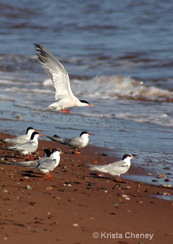 Common terns, Cedar Dunes Provincial Park, PEI  