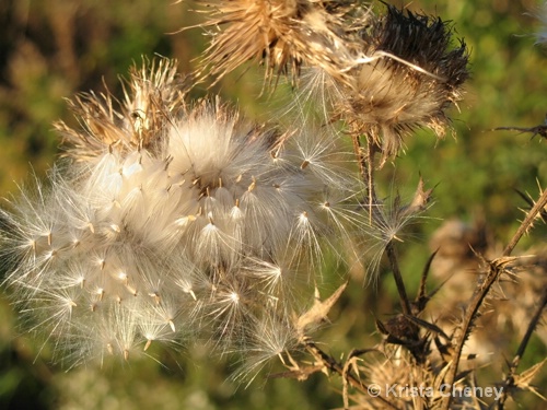 Thistle seed