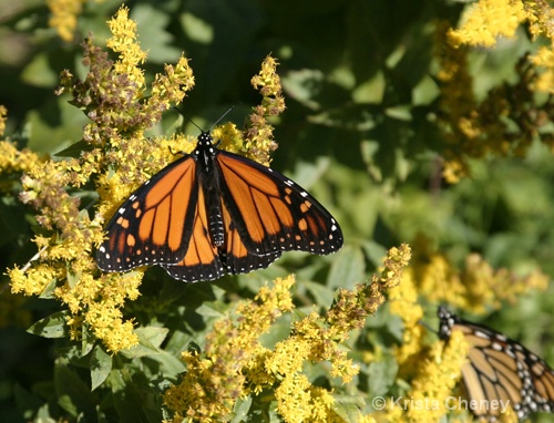 Monarch on goldenrod, Monhegan Island, Maine