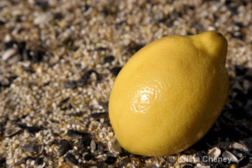 Lemon on bird seed