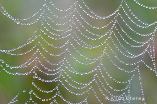 Spider web, Fernalds Neck, Maine