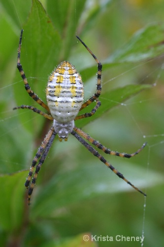 Golden orb spider, Fernalds Neck, Maine