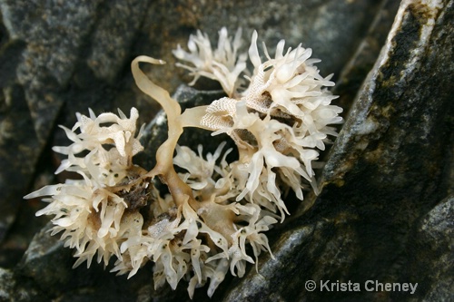 Seaweed, Owl's Head, Maine