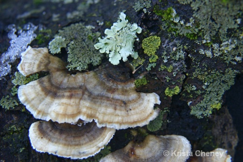 Fungus and lichen, Shelburne Pond