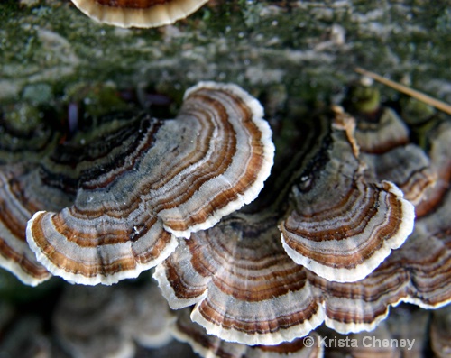 Fungus, Shelburne Pond