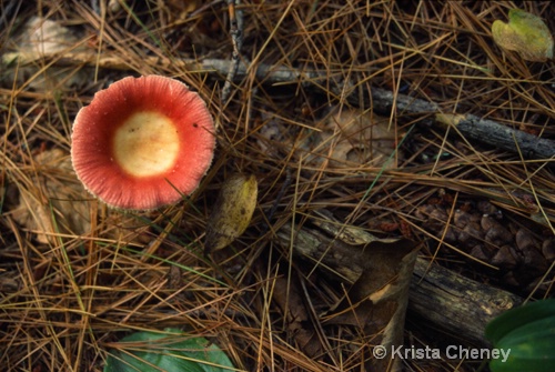 Fungus and pine needles