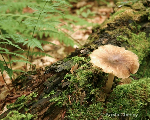 Fungus on the Long Trail, Manchester, Vermont
