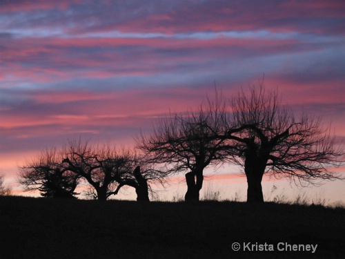 Sunset and apple trees