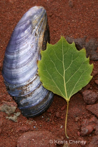 Shell and leaf, Belmont Provincial Park, PEI