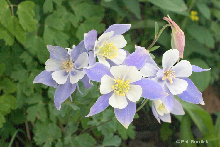 colorado columbine