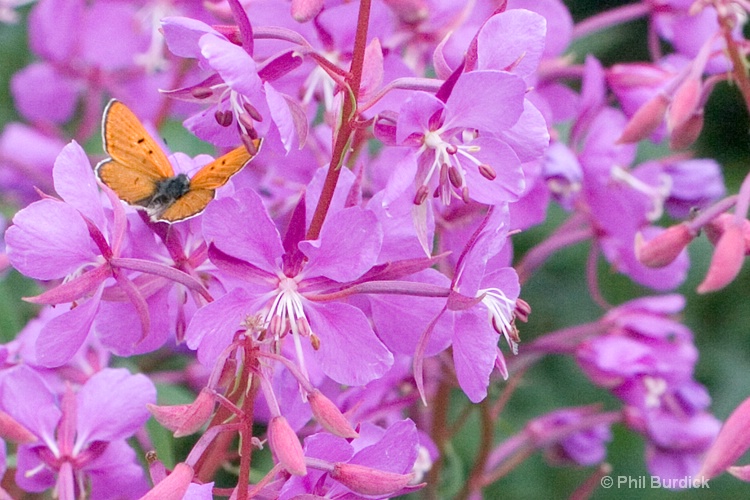 pretty butterfly