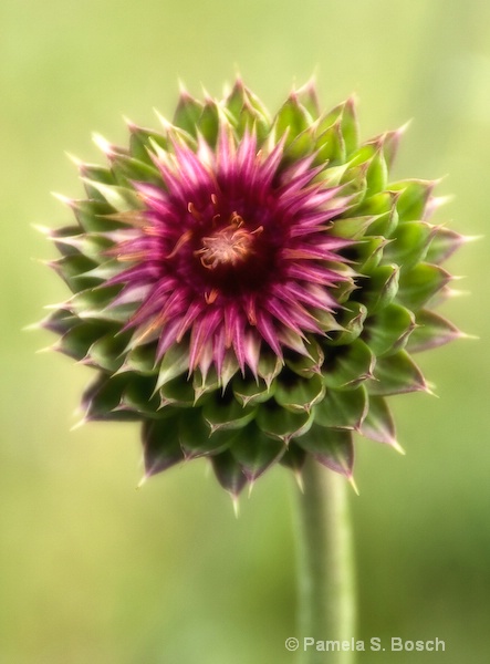 Mountain Thistle Bloom