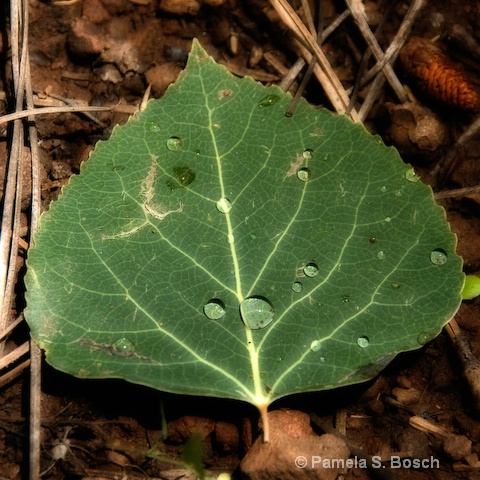 Aspen Leaf