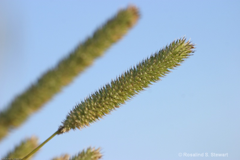 grass