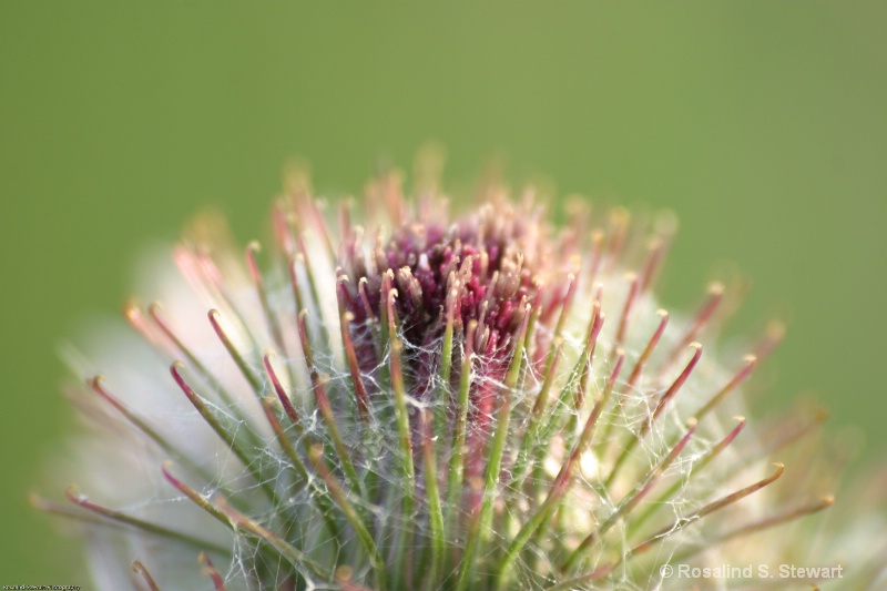Thistle