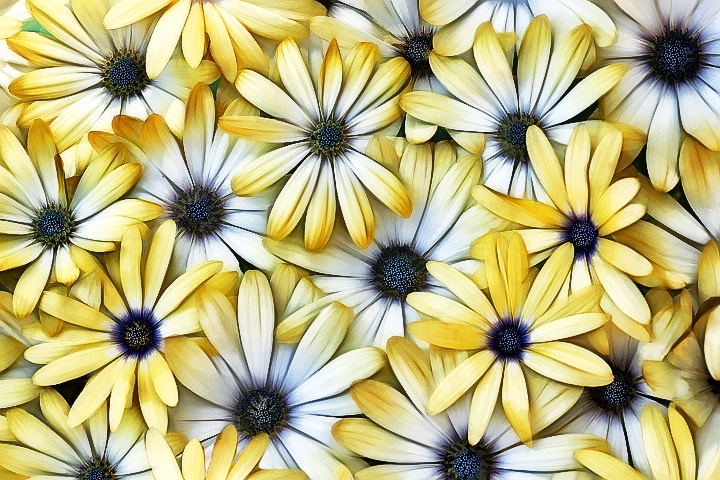 Daisies