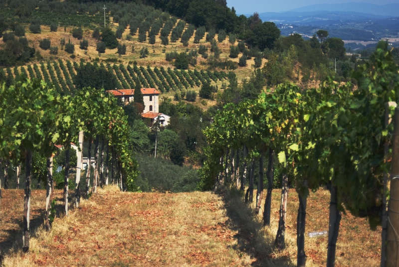 San Gimigniano hillside vineyard