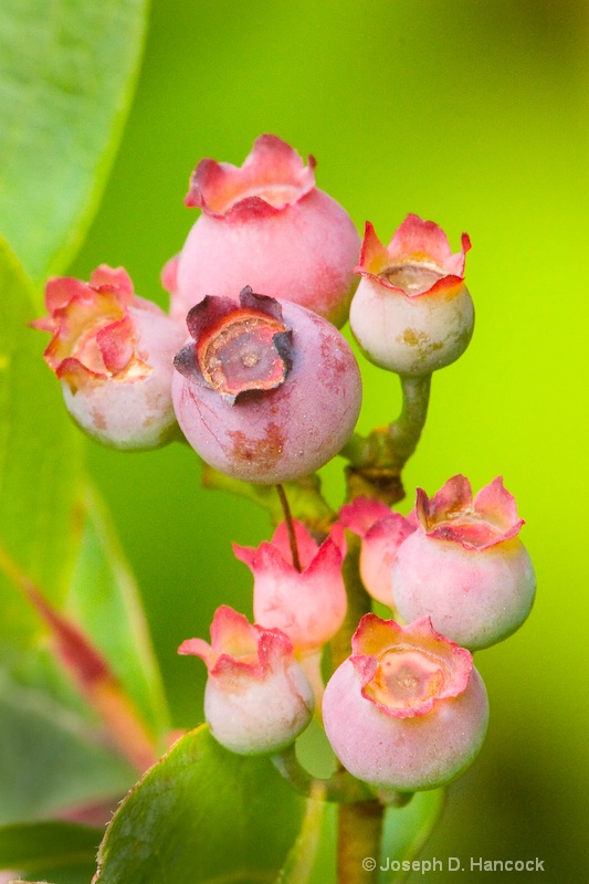 d300 5731 Roan Berries