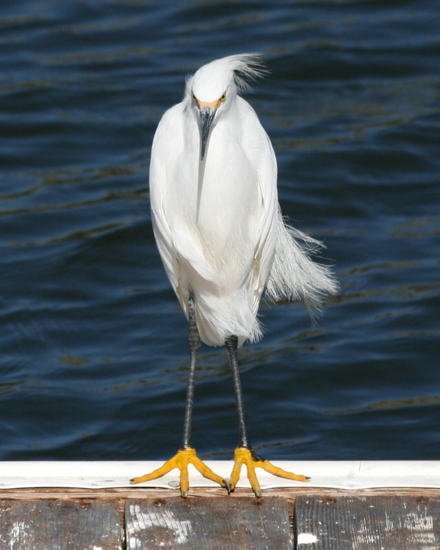 Shy Egret