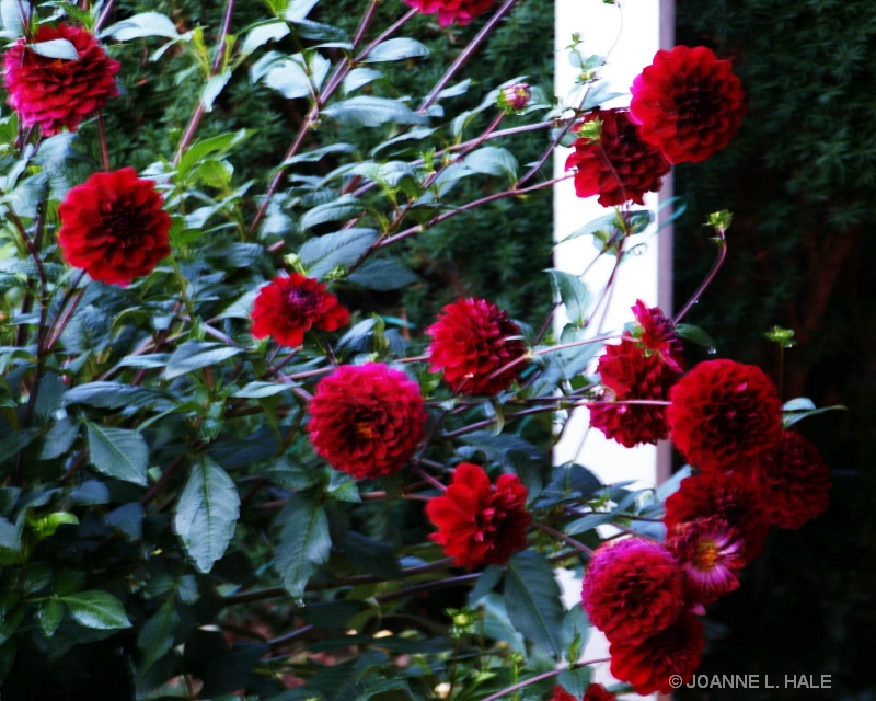 BEAUTIFUL DAHLIAS