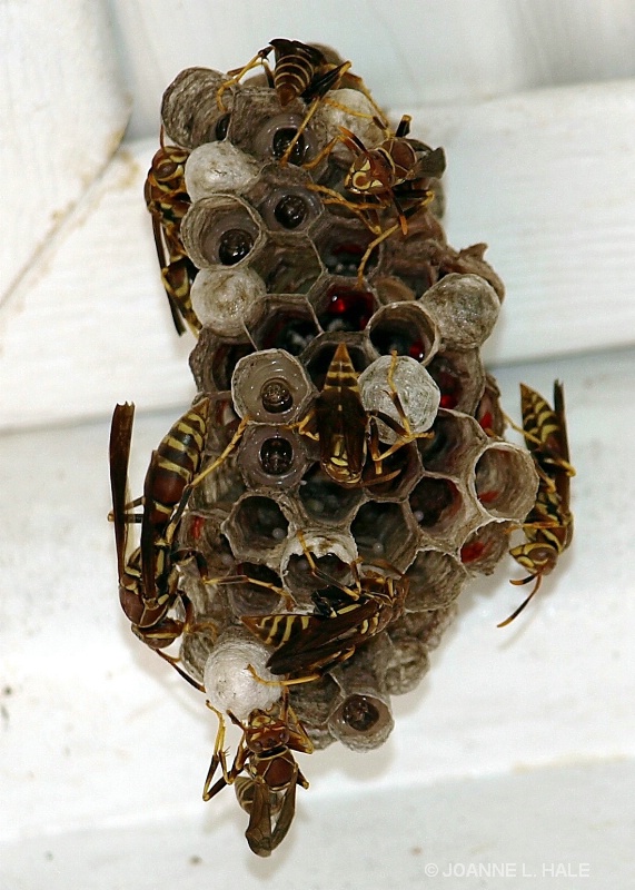 BUSY WASPS