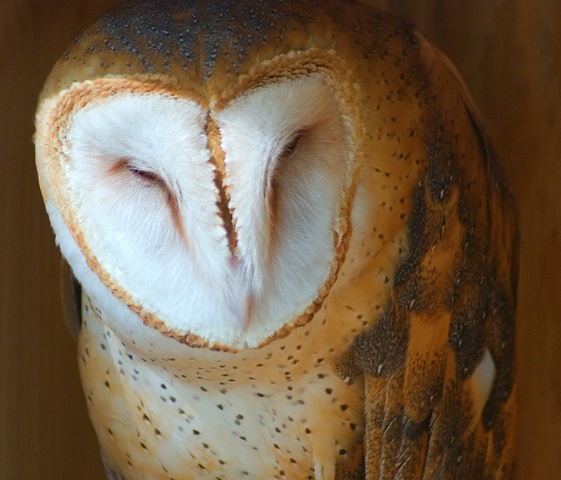 Barn Owl (Photo by Carolyn Curry)