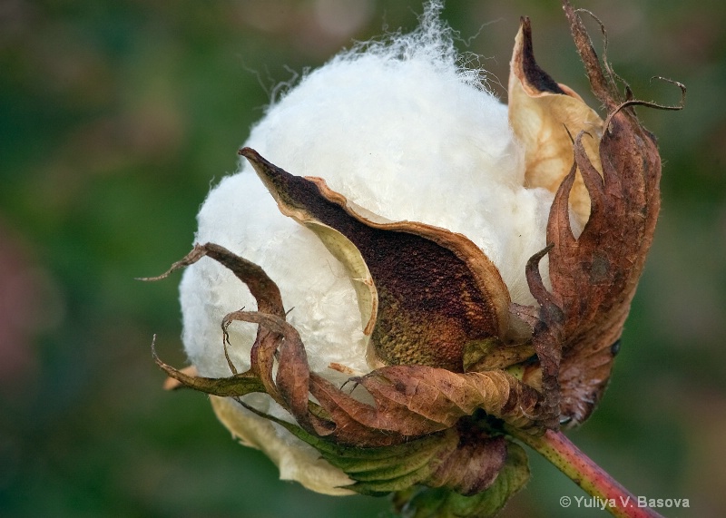 Cotton<p>