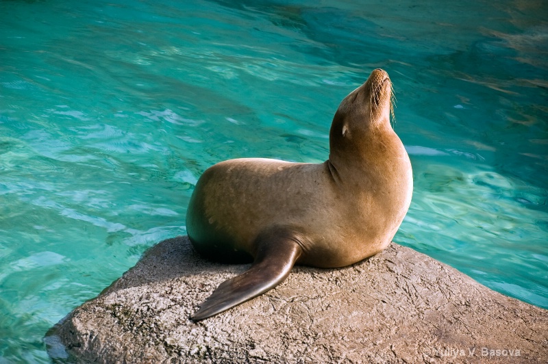 Seal, NC Zoo