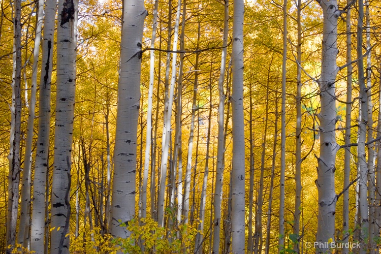 aspen woodland