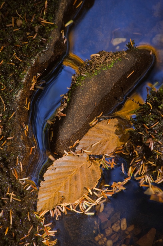 fallen-beech-leaves-and--hemlo