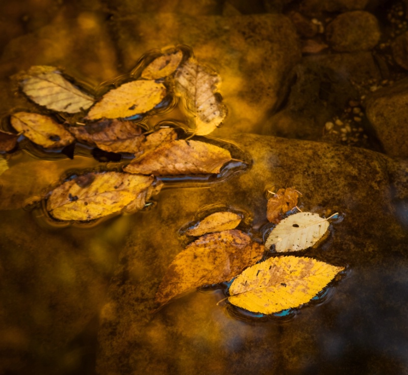 fall-tapestry