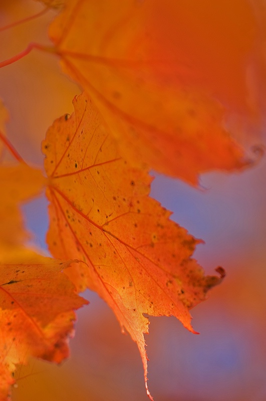 red-maple-leaf