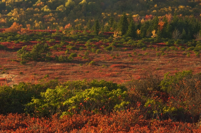 sundown-dolly-sods