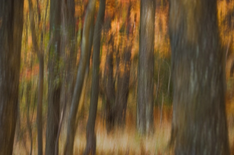 walking-into-the-fall-forest