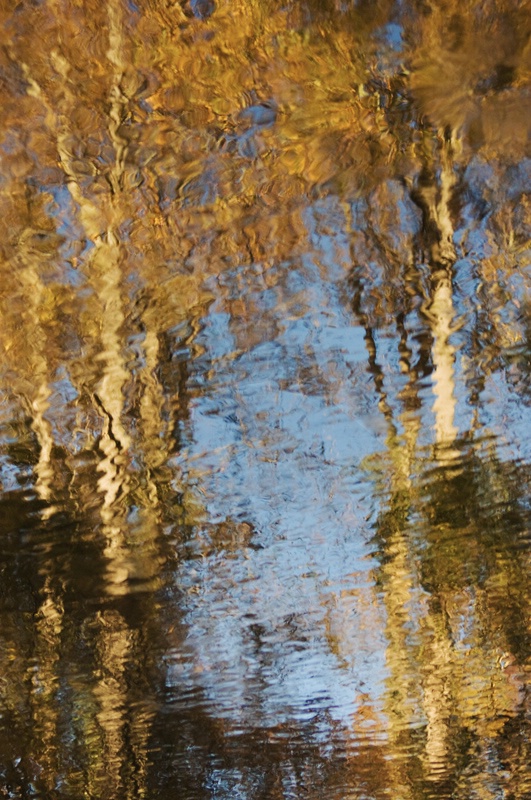 Sycamore Reflections