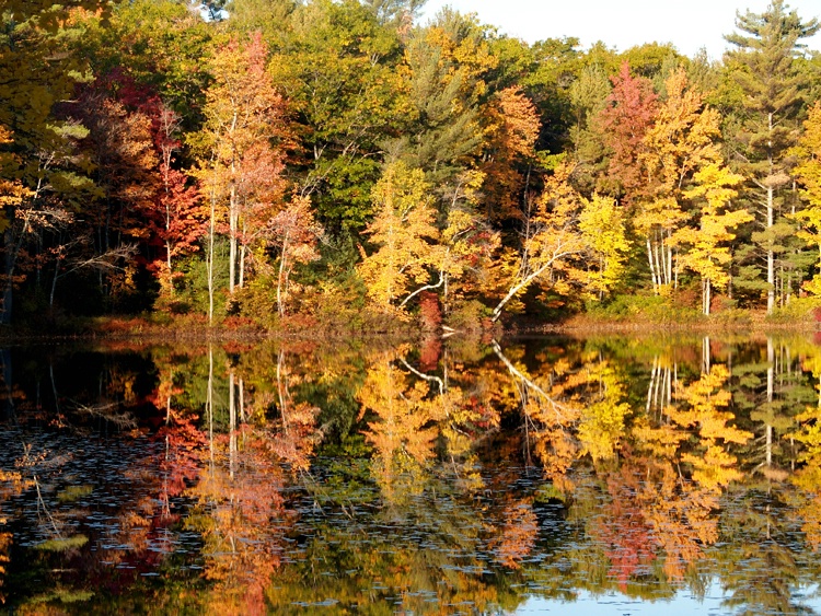 Reflections, Gile Pond, New Hampshire