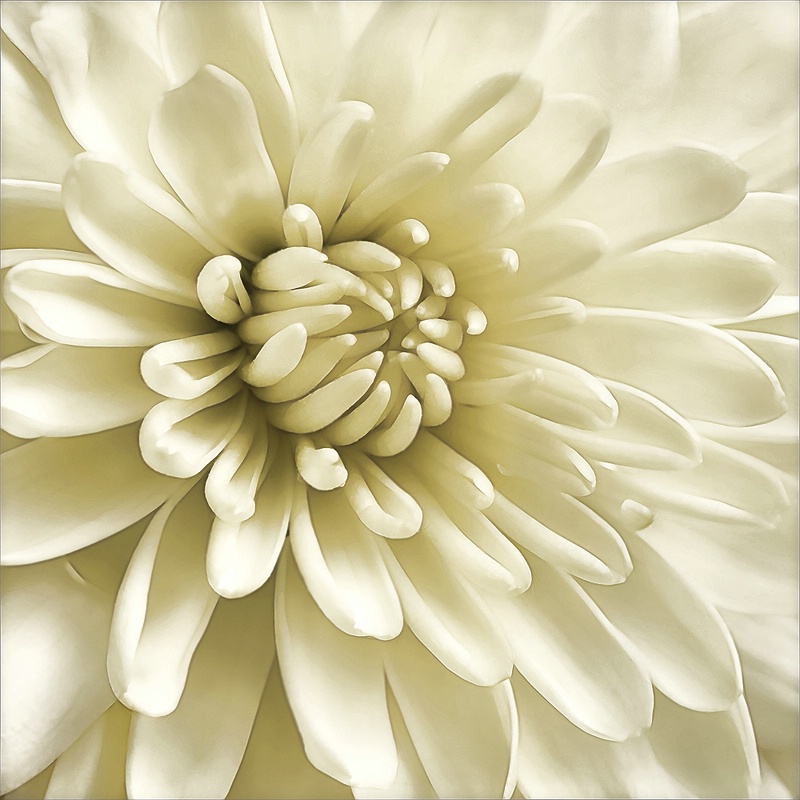 White Magic