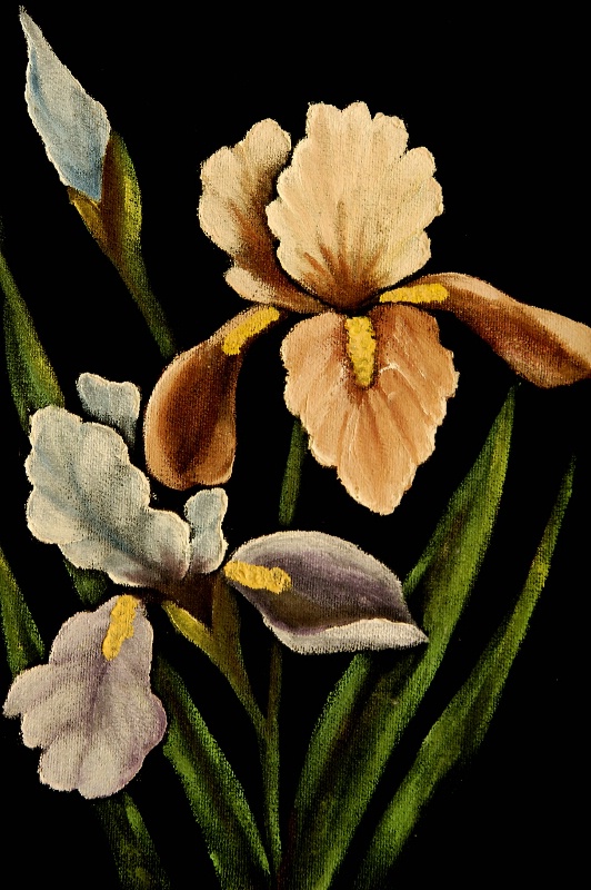 Iris on Velvet